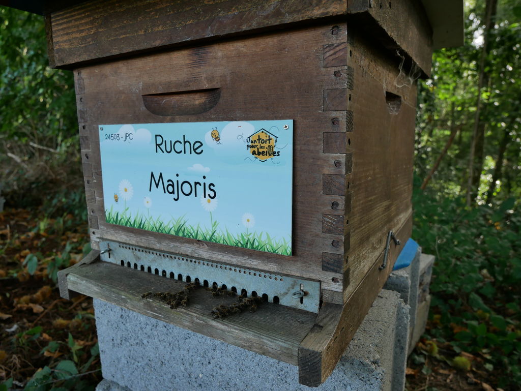 La ruche Majoris
