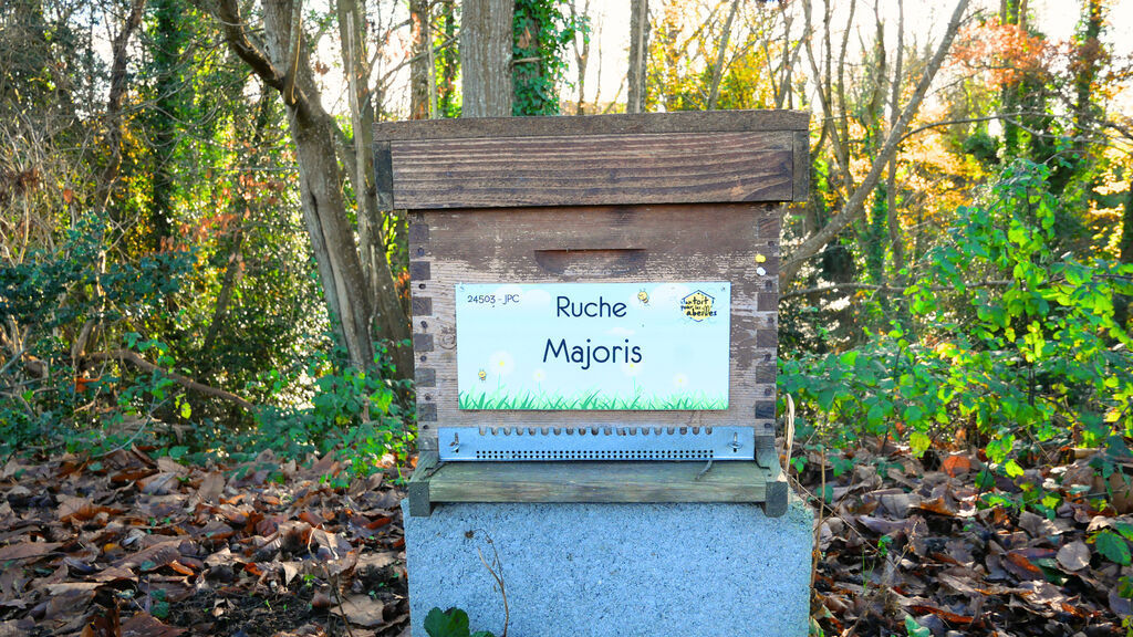 La ruche Majoris