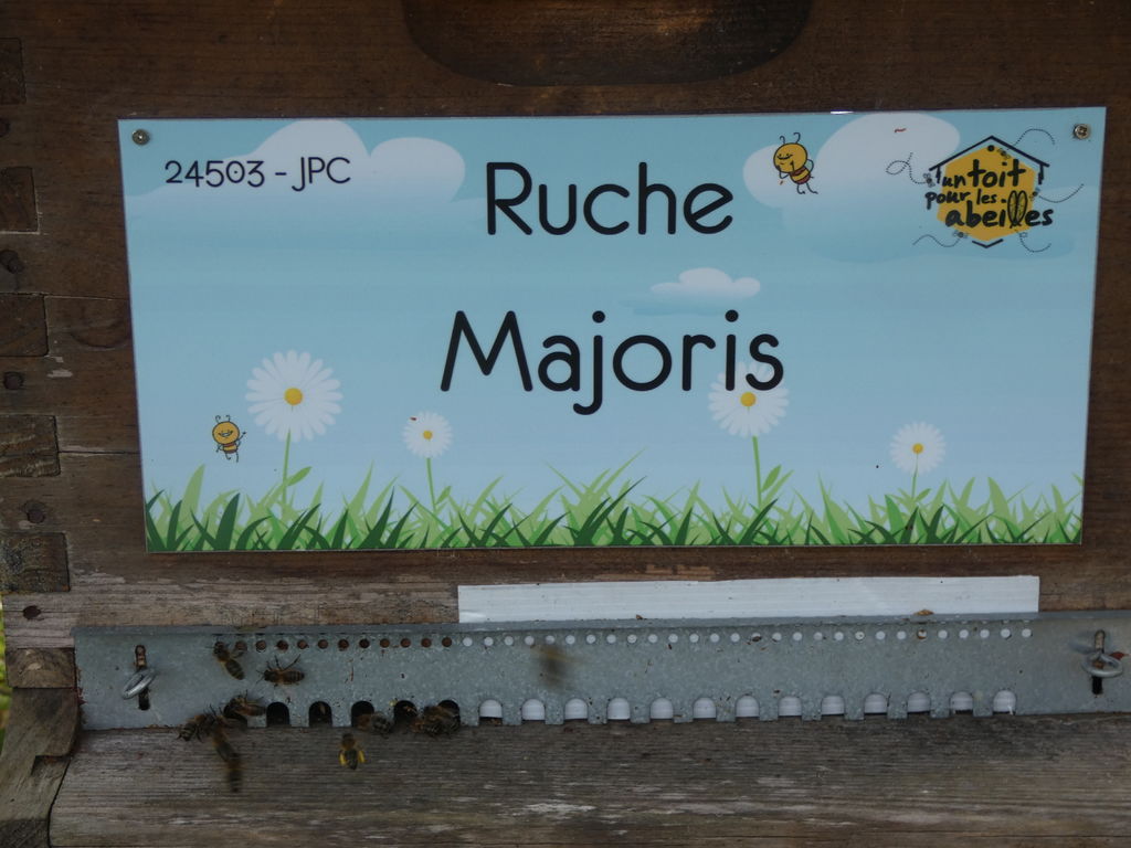 La ruche Majoris