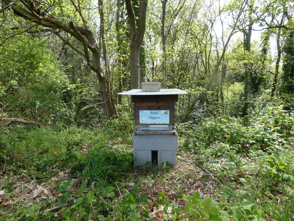 La ruche Majoris