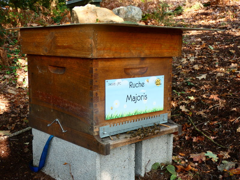 La ruche Majoris