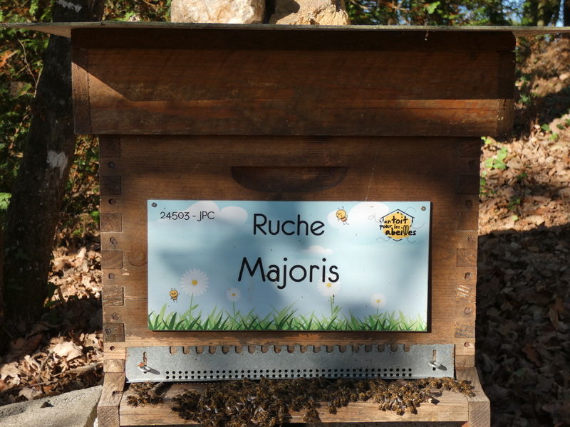 La ruche Majoris