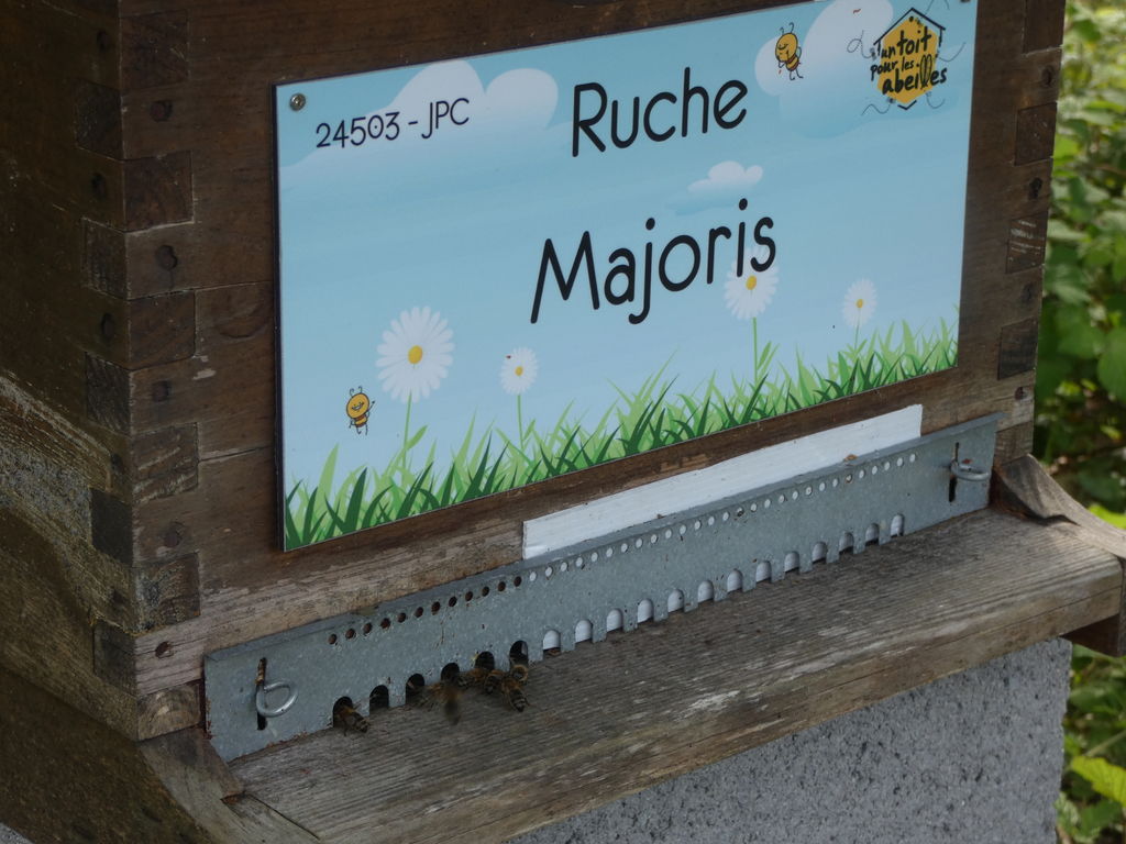La ruche Majoris