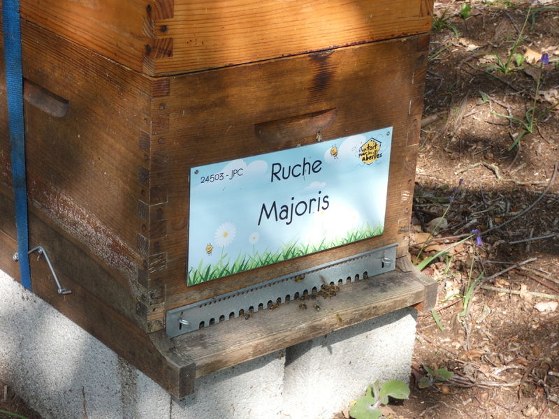 La ruche Majoris