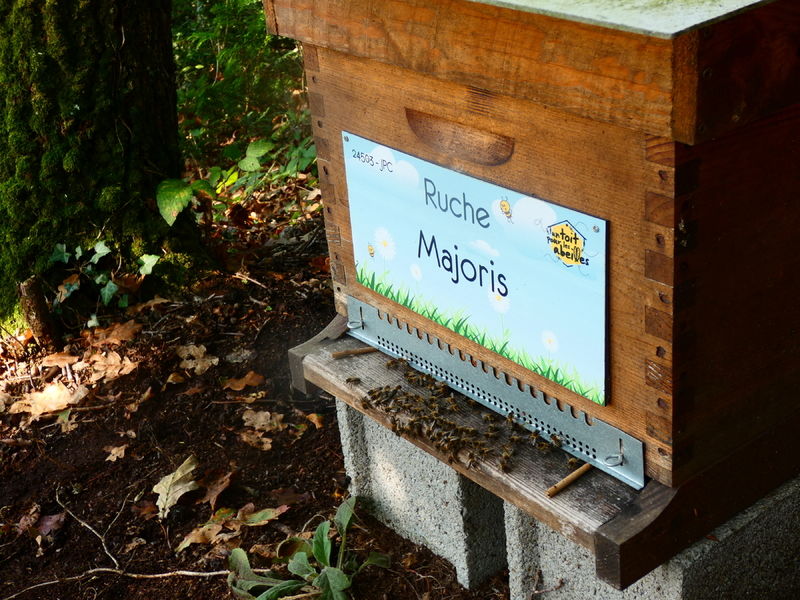 La ruche Majoris