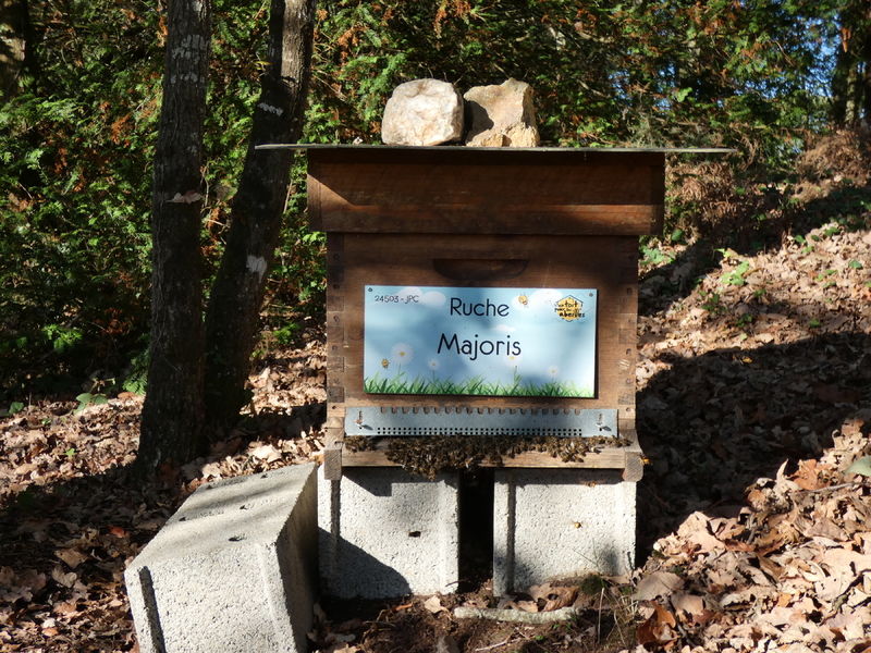 La ruche Majoris