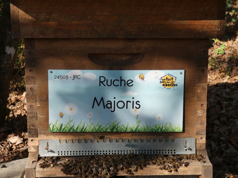La ruche Majoris