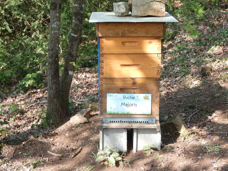 La ruche Majoris