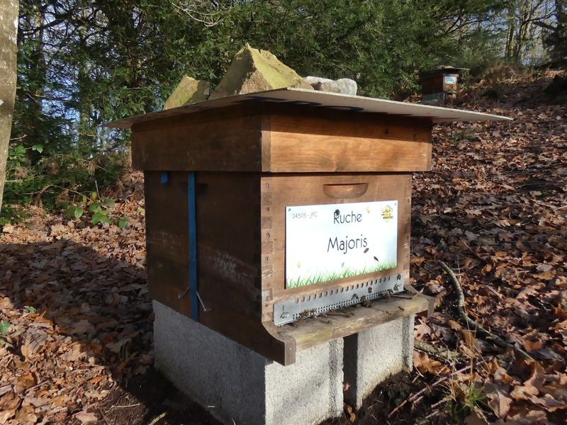 La ruche Majoris