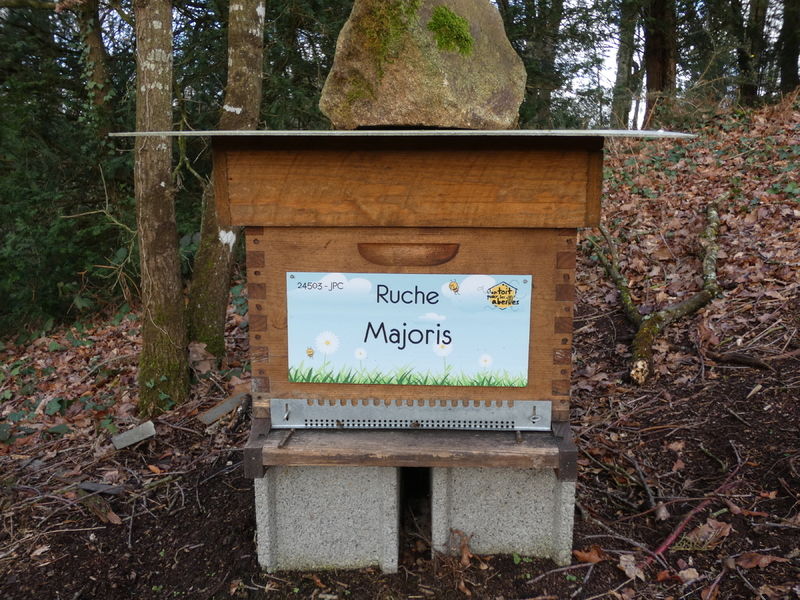 La ruche Majoris