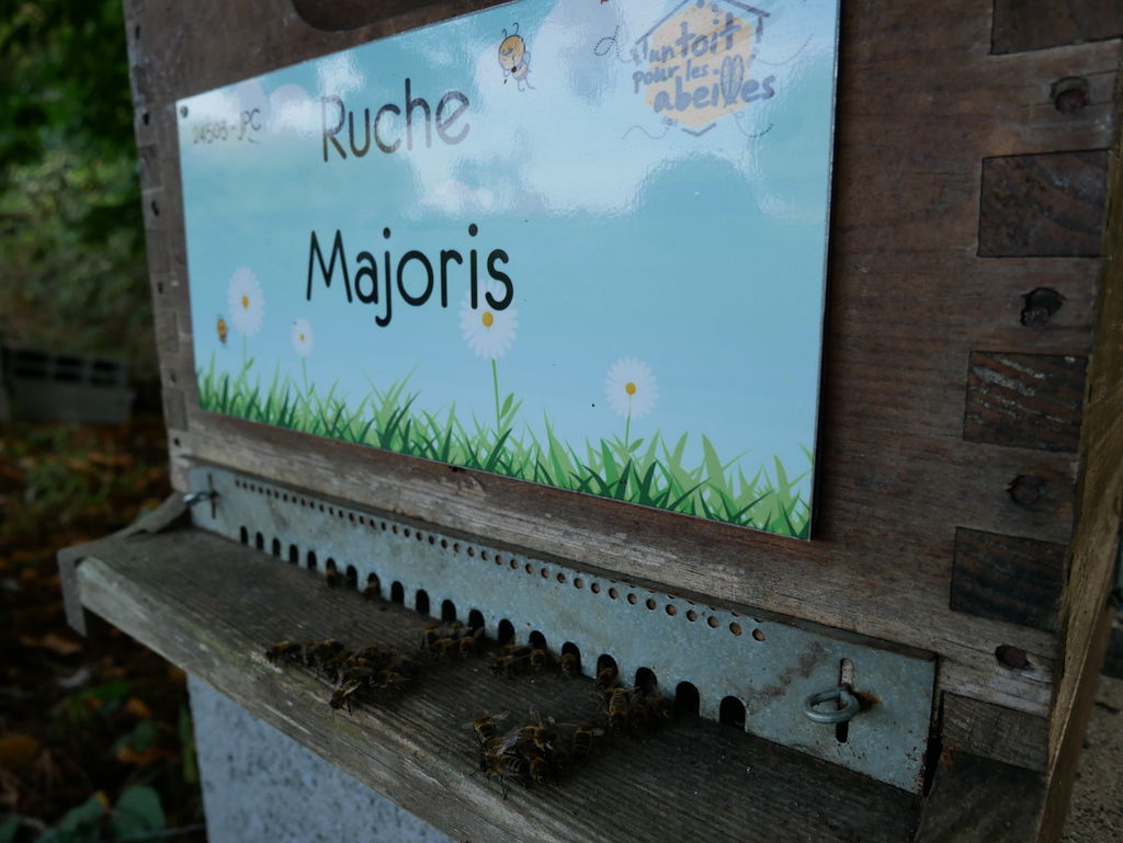 La ruche Majoris