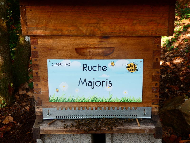 La ruche Majoris