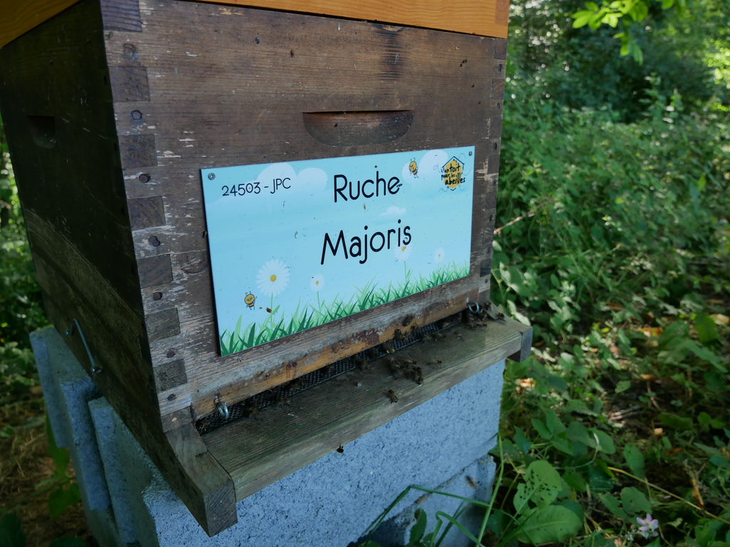 La ruche Majoris