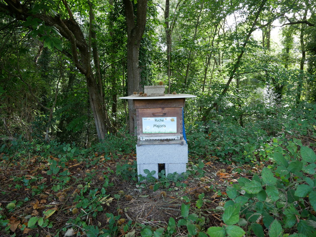 La ruche Majoris