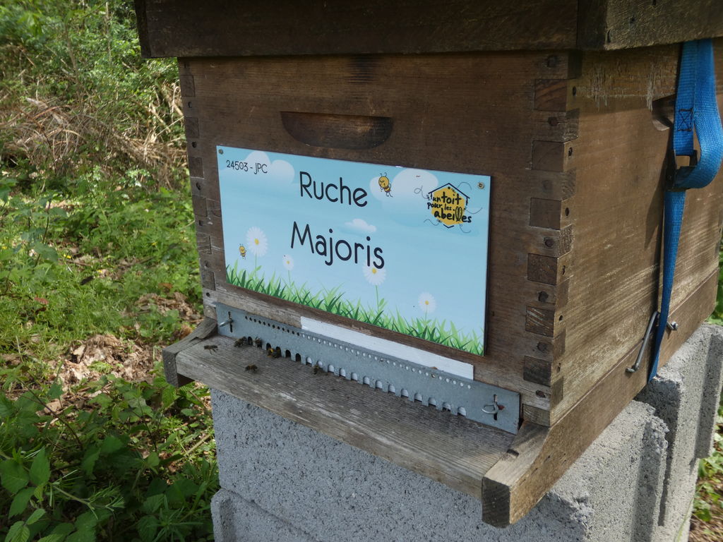 La ruche Majoris