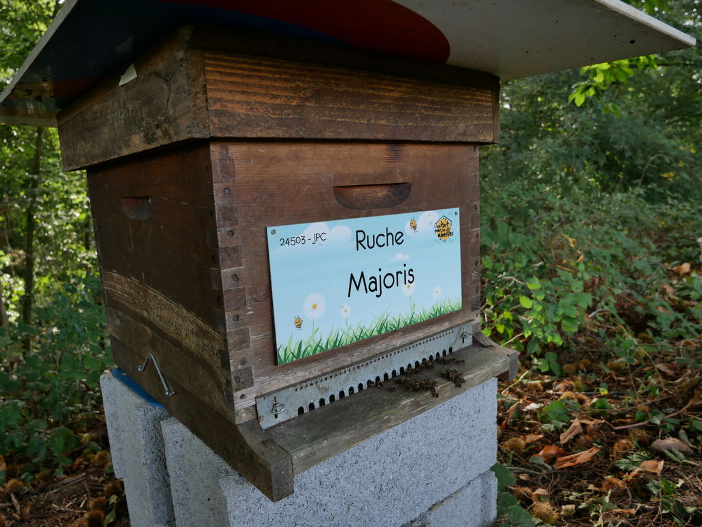 La ruche Majoris