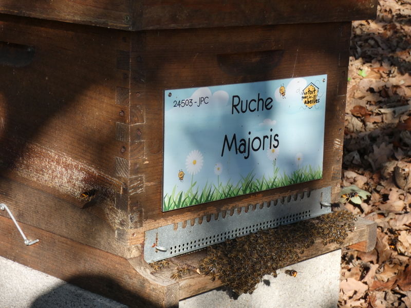 La ruche Majoris
