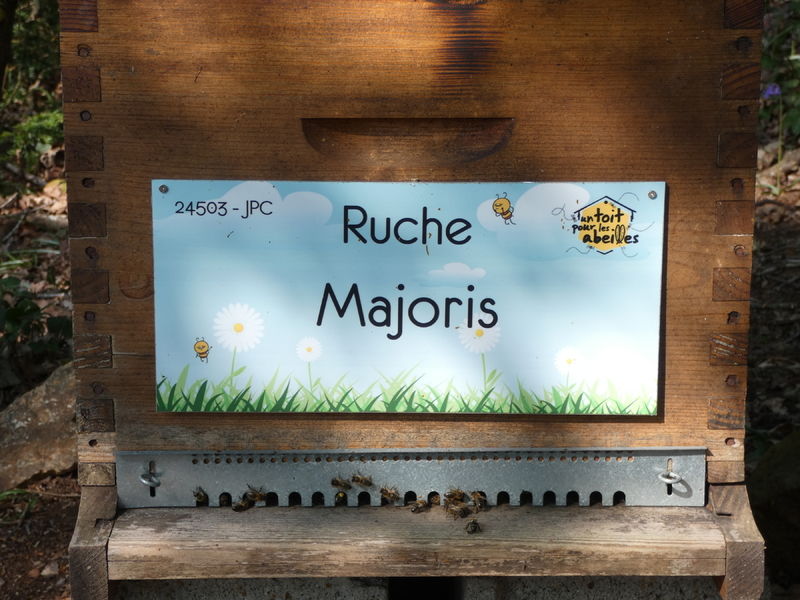 La ruche Majoris