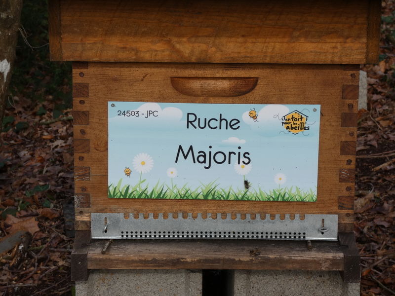 La ruche Majoris