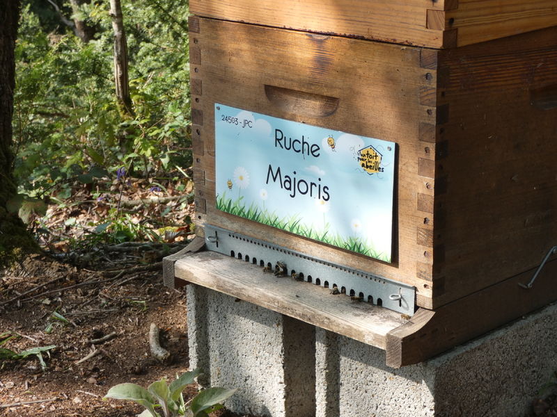 La ruche Majoris