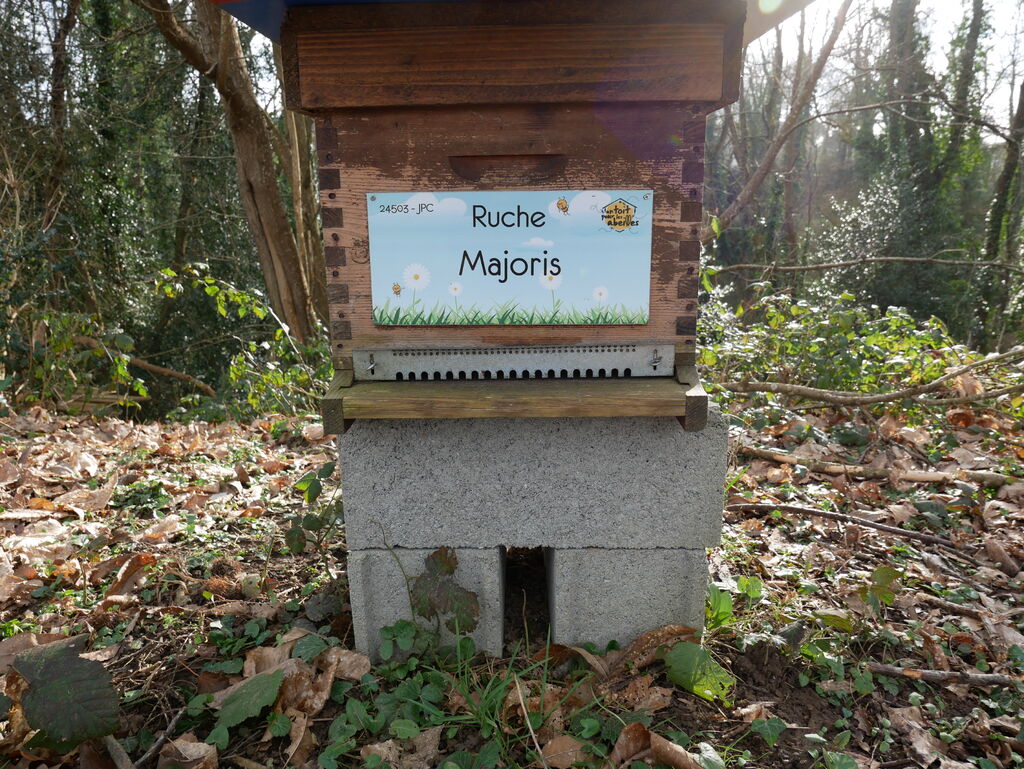 La ruche Majoris