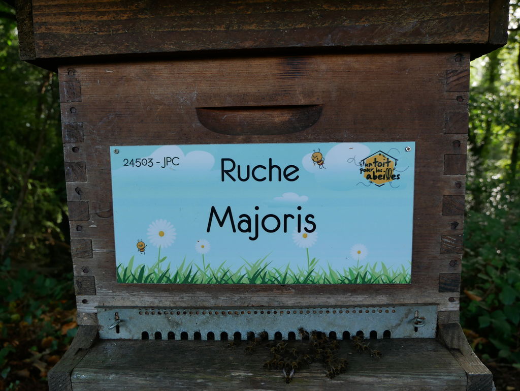 La ruche Majoris