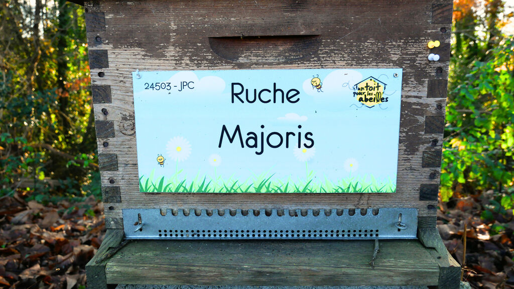 La ruche Majoris