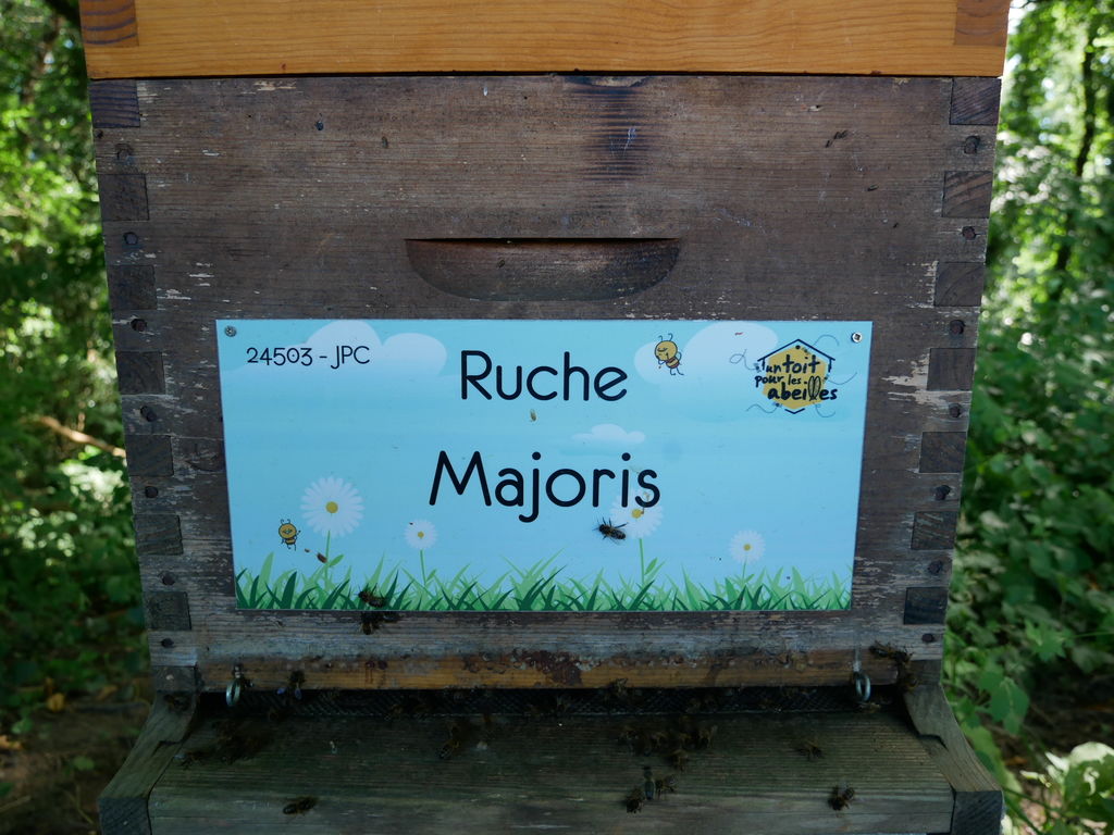 La ruche Majoris