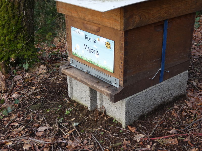 La ruche Majoris