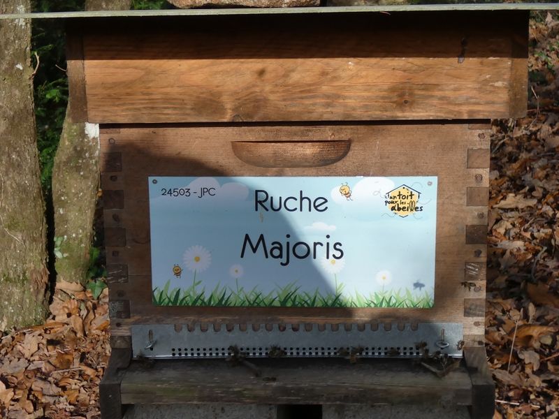 La ruche Majoris