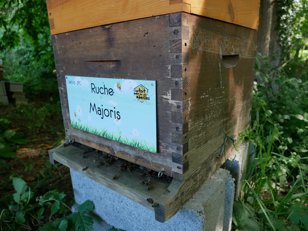 La ruche Majoris