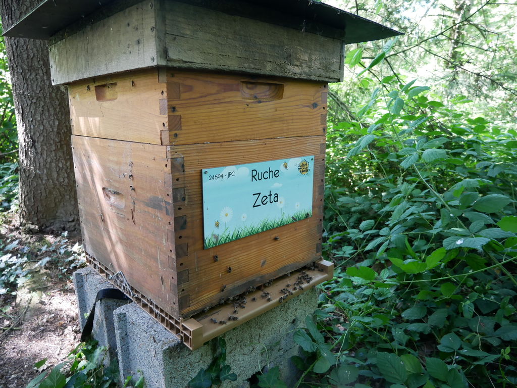 La ruche Zeta