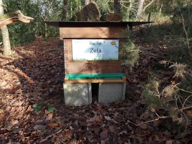La ruche Zeta