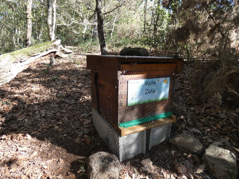 La ruche Zeta