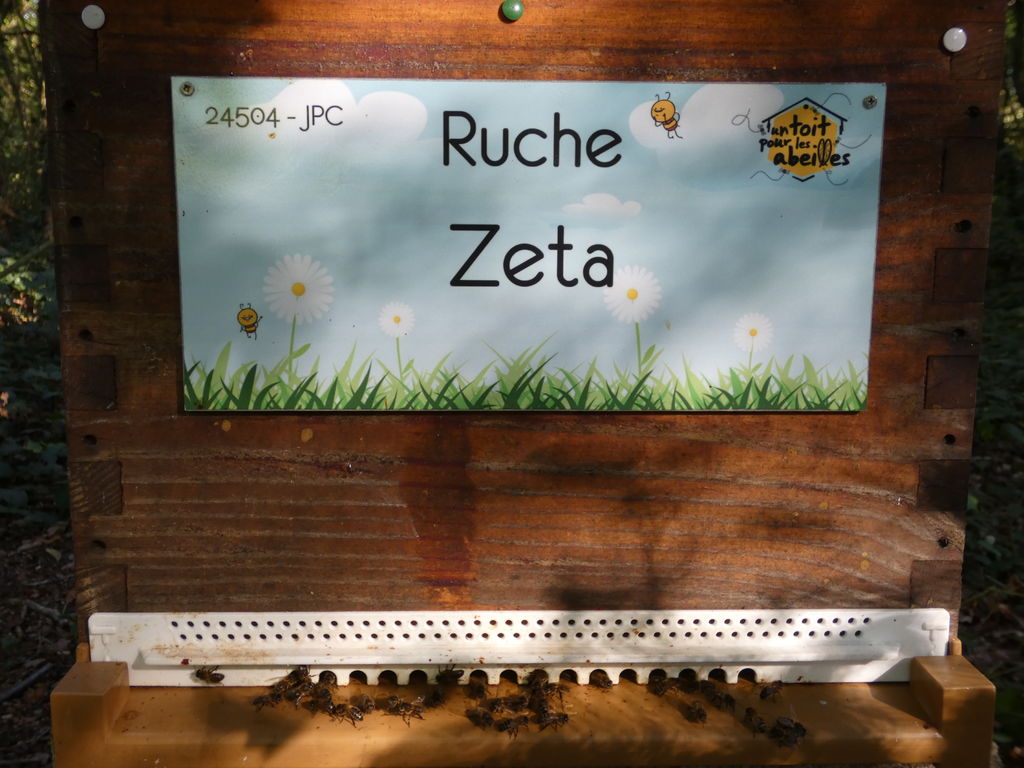 La ruche Zeta