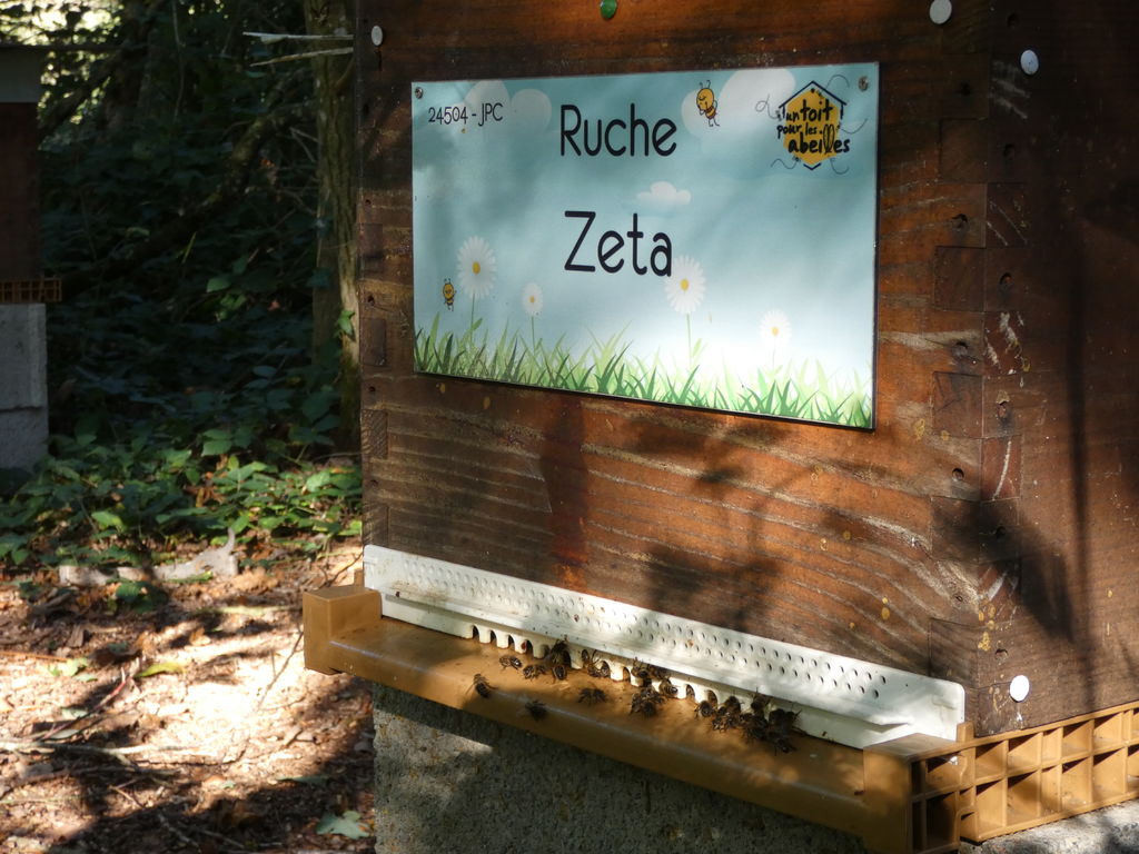 La ruche Zeta
