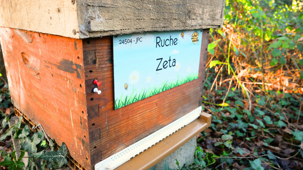 La ruche Zeta