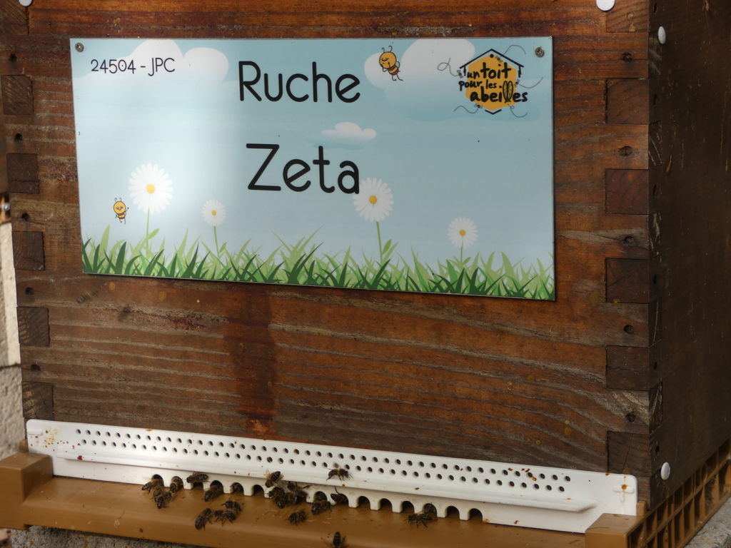 La ruche Zeta