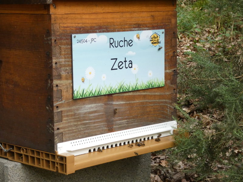 La ruche Zeta