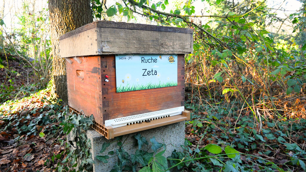 La ruche Zeta
