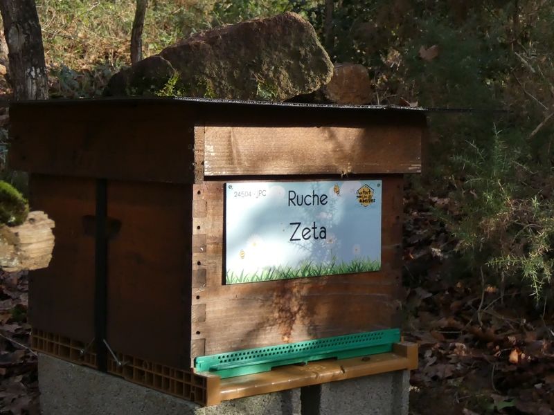 La ruche Zeta