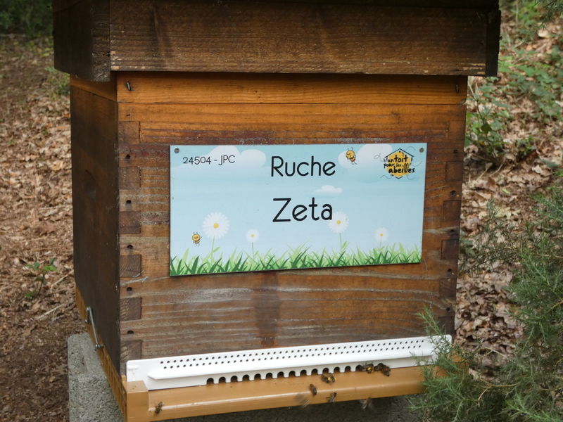 La ruche Zeta