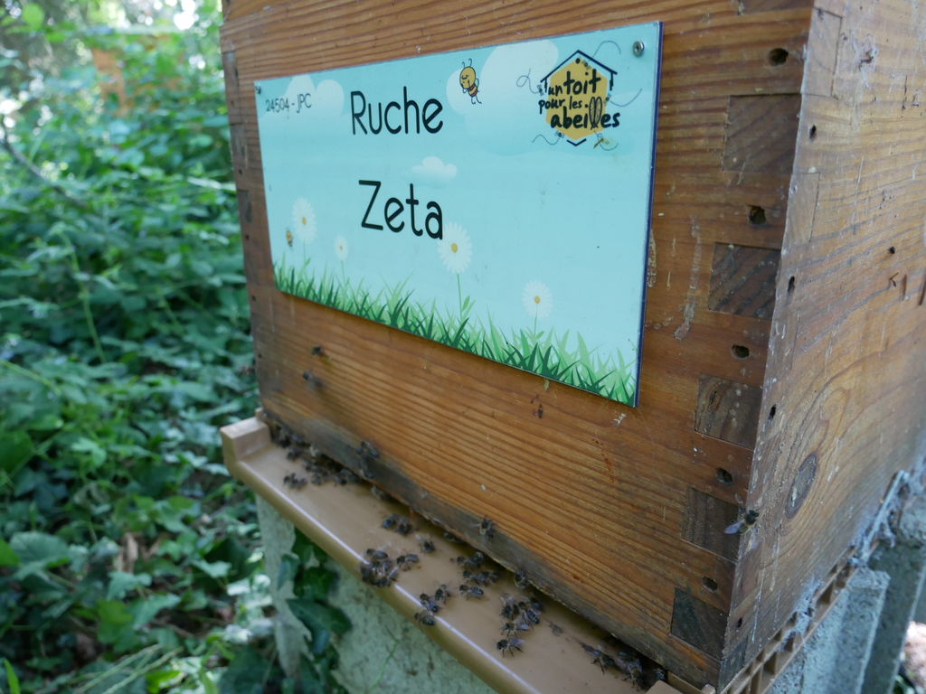 La ruche Zeta