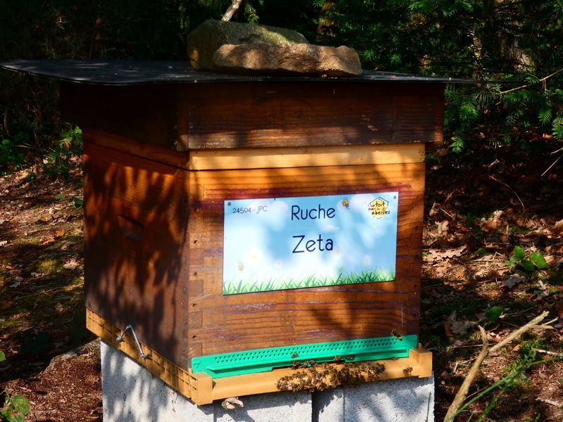 La ruche Zeta