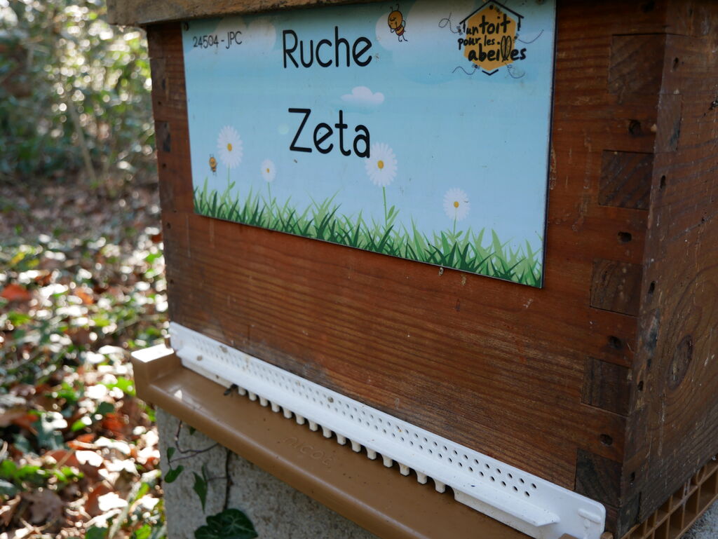 La ruche Zeta