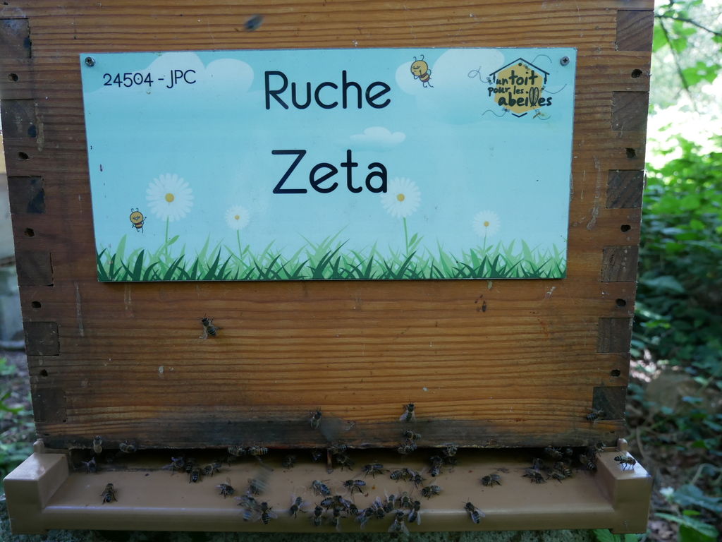 La ruche Zeta