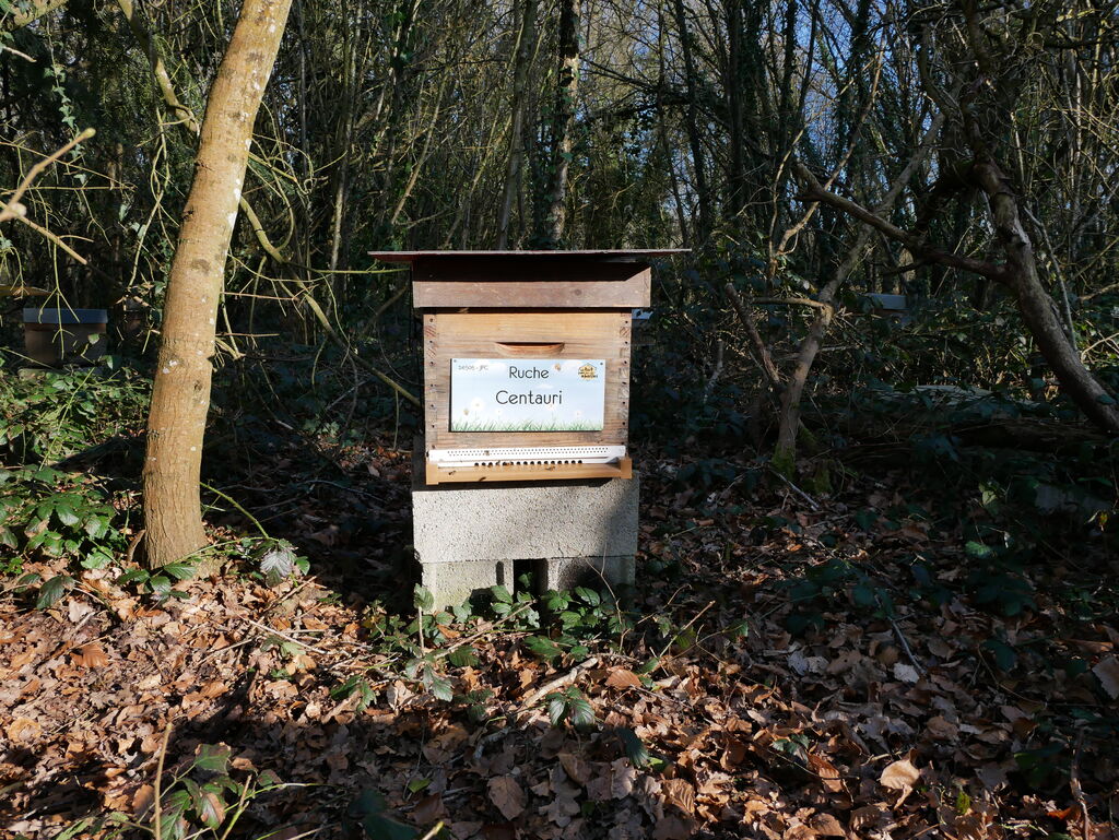 La ruche Centauri