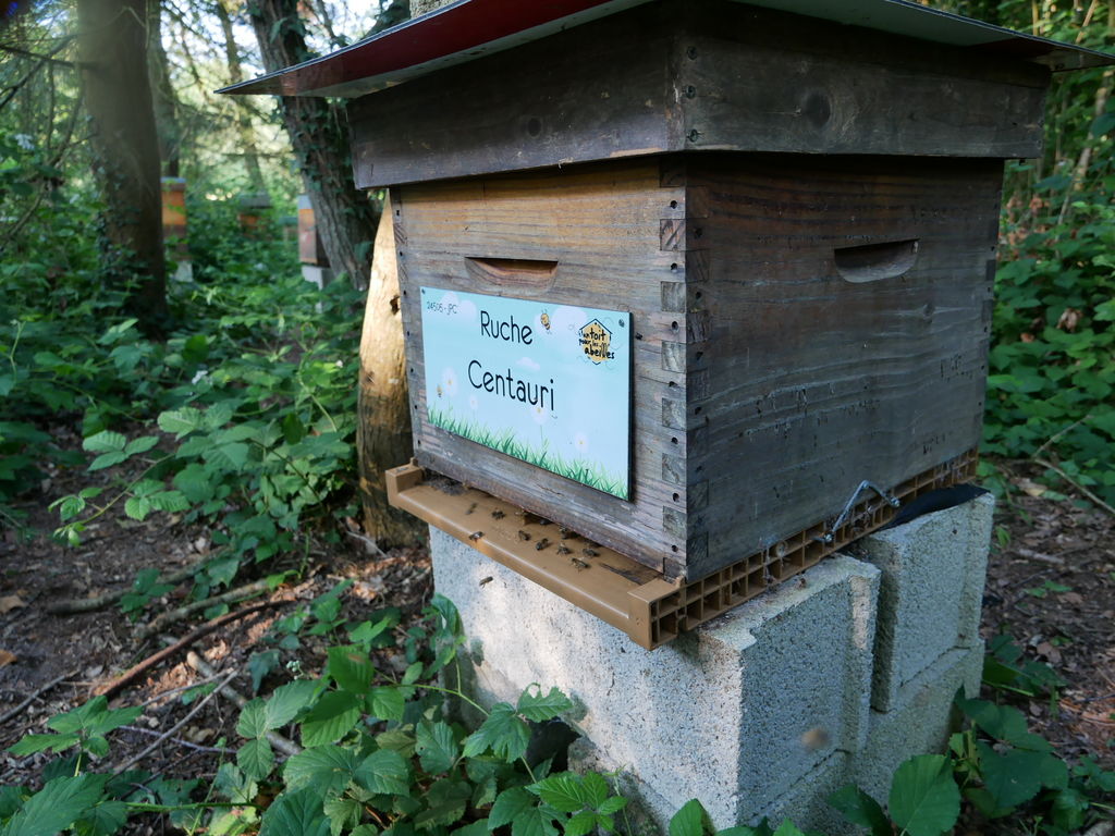 La ruche Centauri