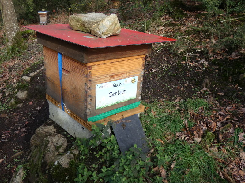 La ruche Centauri