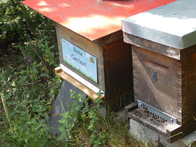 La ruche Centauri